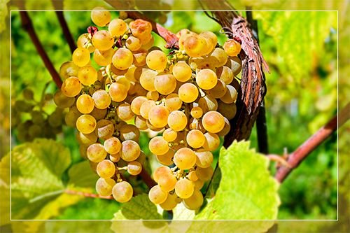 Виноград Мускат: опис сортів, фото, вирощування і догляд