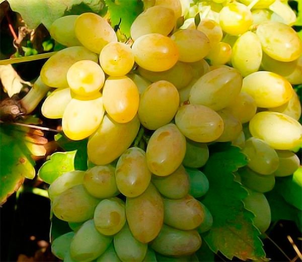 Виноград Мускат: опис сортів, фото, вирощування і догляд