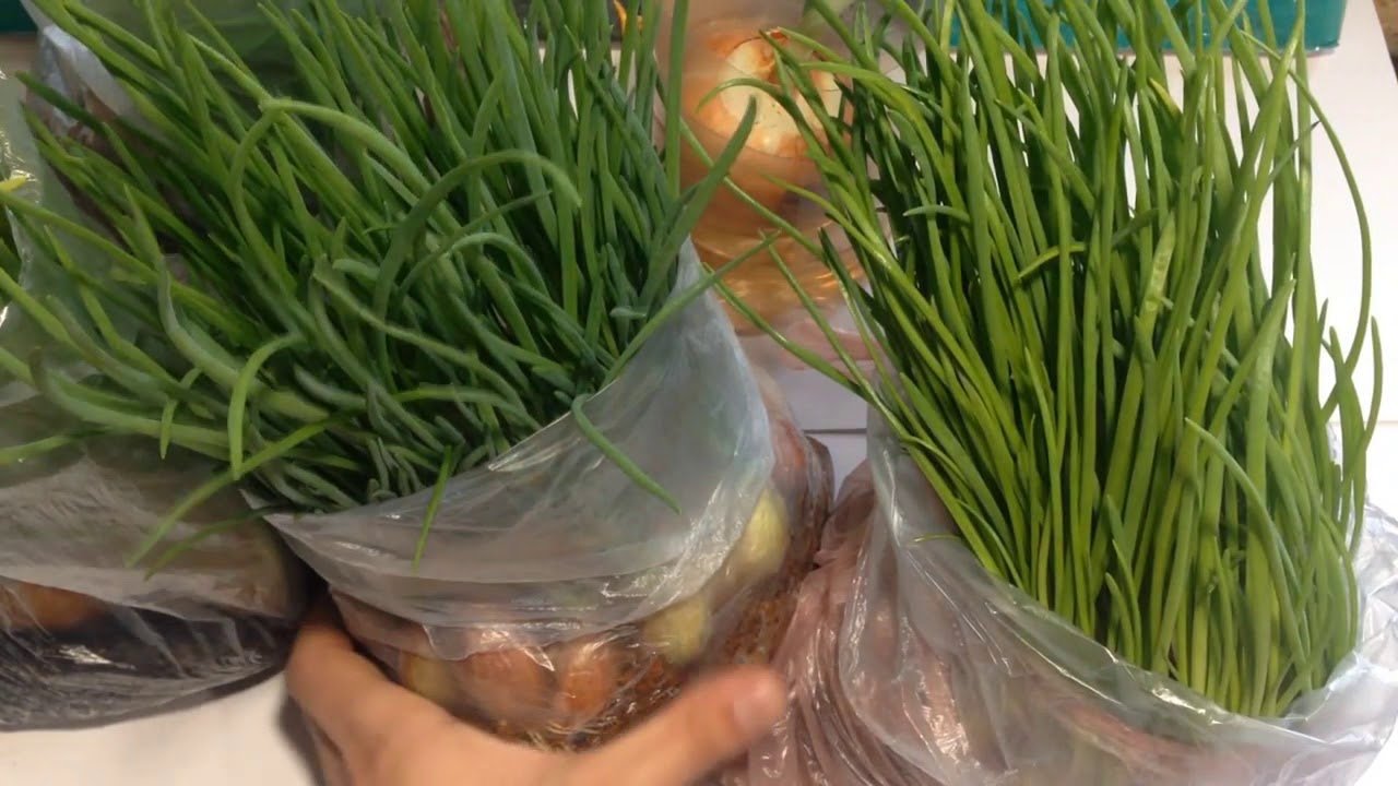 Вирощування цибулі на перо в домашніх умовах