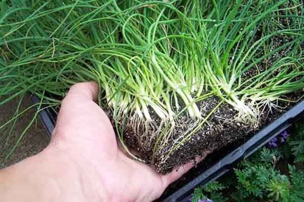 Вирощування зеленого лука в домашніх умовах