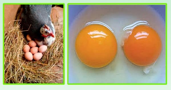 Яйця цесарок: склад, користь і шкоду, як зберігати