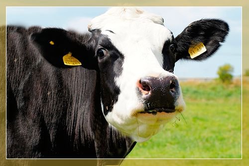 Ярославська порода корів: опис, характеристики, продуктивність