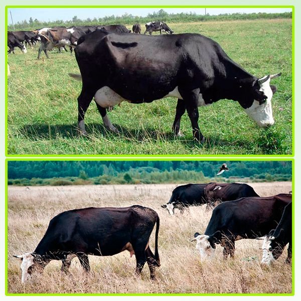 Ярославська порода корів: опис, характеристики, продуктивність