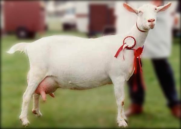 Зааненська порода кіз: опис, характеристики, утримання та догляд