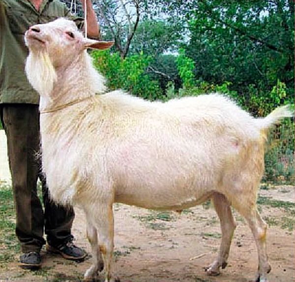 Зааненська порода кіз: опис, характеристики, утримання та догляд