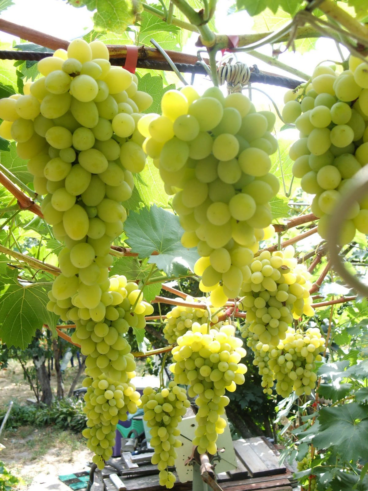 Зелені сорти винограду з описом і фото