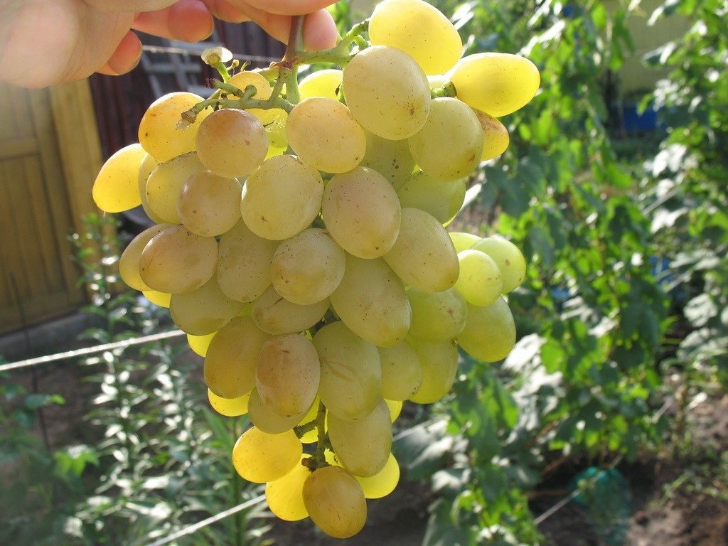 Зелені сорти винограду з описом і фото