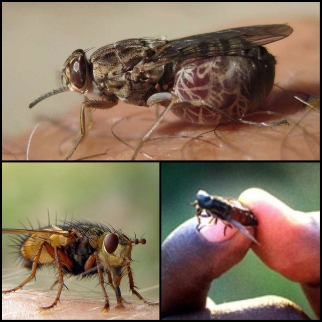 Африканська муха цеце шкода комах і їх середовище проживання.