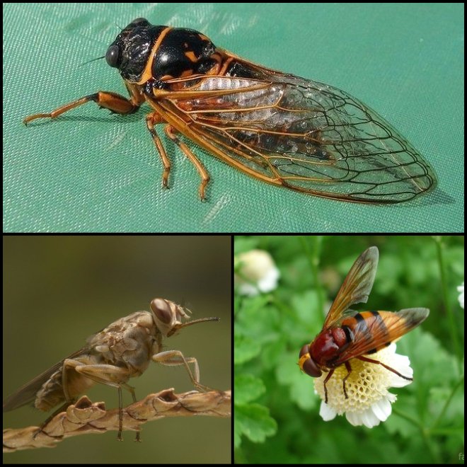 Африканська муха цеце шкода комах і їх середовище проживання.