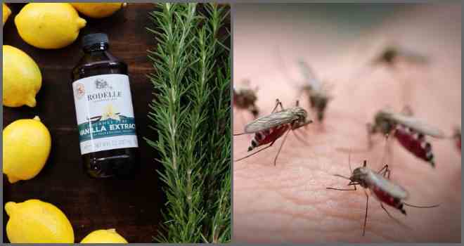 Безпечне засіб від комарів в домашніх умовах
