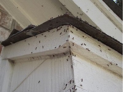 Боротьба з мурахами: є шанси вийти переможцем?