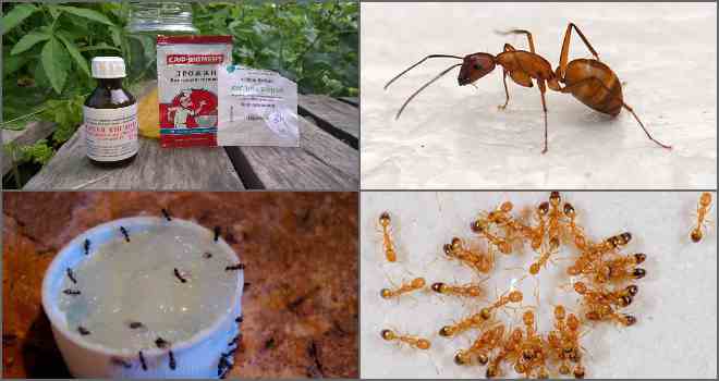 Борна кислота: рецепти і способи боротьби з мурахами