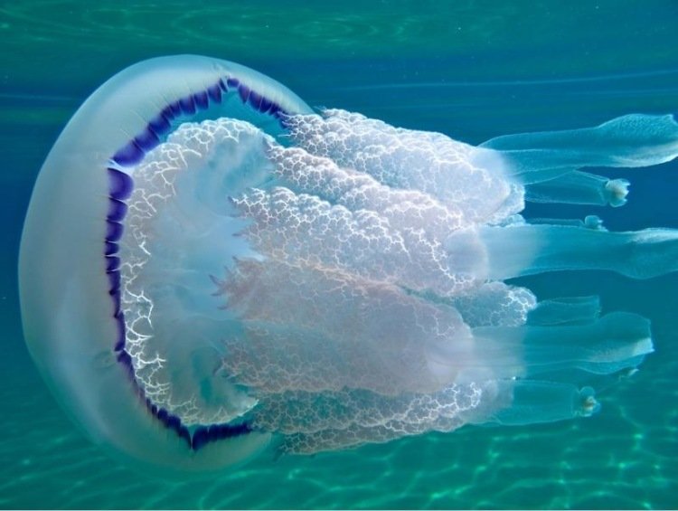 Що робити після укусу медузи: поради для мандрівників