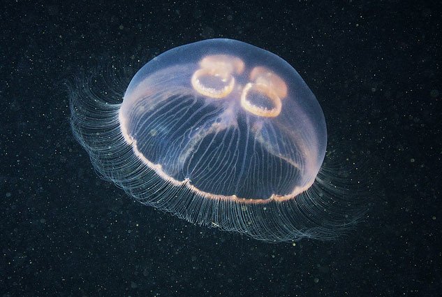 Що робити після укусу медузи: поради для мандрівників