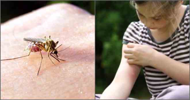 Дієві народні засоби від комарів або що робити після укусів?!