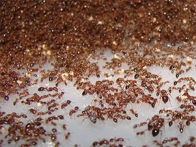 Домашні мурахи: хто такі і звідки беруться