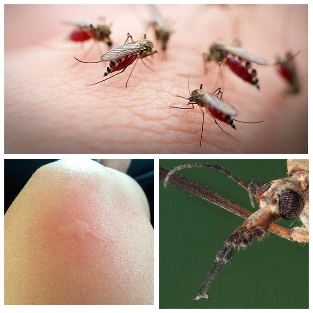 Цікаве питання: Чим живляться різні види комарів?