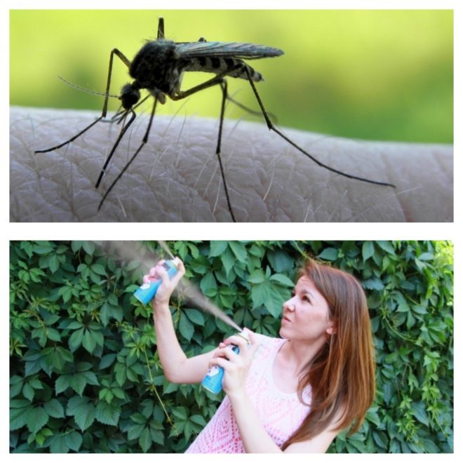 Позбавляємося від комарів на дачній як захистити себе і свій будинок