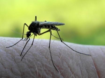 Як позбутися комарів у будинку і при цьому не нашкодити власному здоровю