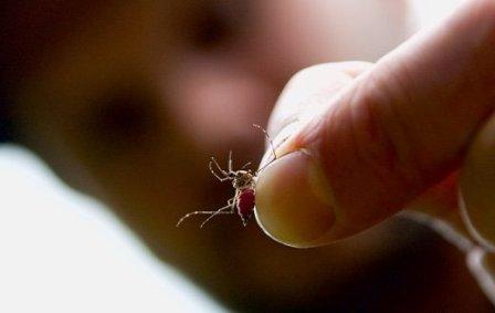 Як позбутися комарів у будинку і при цьому не нашкодити власному здоровю