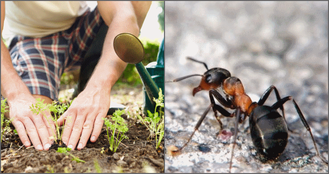 Як надовго позбутися від мурашок на садовій ділянці