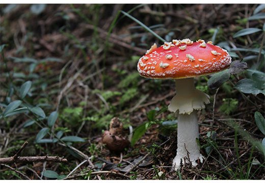 Як вчасно розпізнати симптоми отруєння грибами та не допустити ускладнень