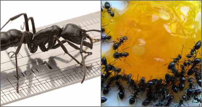 Як вивести чорних мурах і якої шкоди вони несуть?