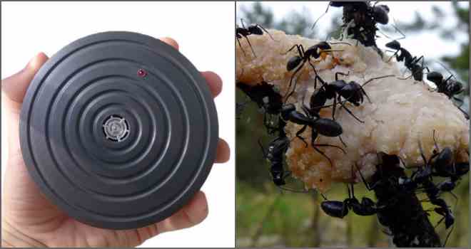 Як вивести чорних мурах і якої шкоди вони несуть?