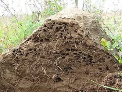 Як живуть мурахи на природі і в домашніх умовах