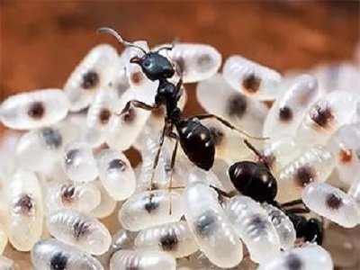 Як живуть мурахи на природі і в домашніх умовах
