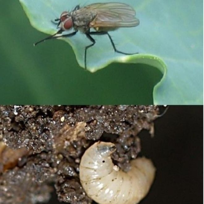 Капустяна муха – дієві засоби та захист від шкідника.