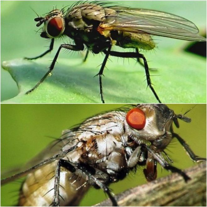 Капустяна муха – дієві засоби та захист від шкідника.