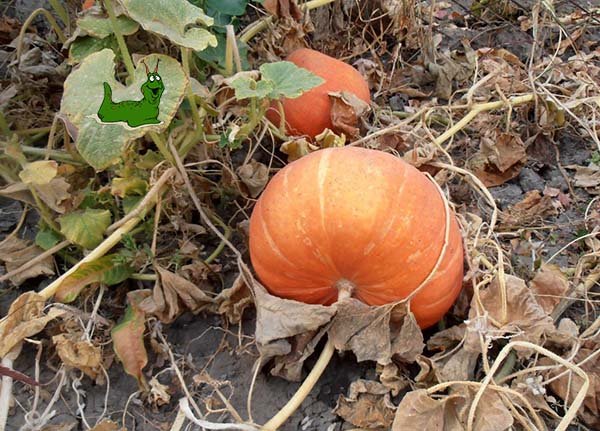 Коли збирати урожай гарбуза на зберігання: терміни та ознаки дозрівання овочу