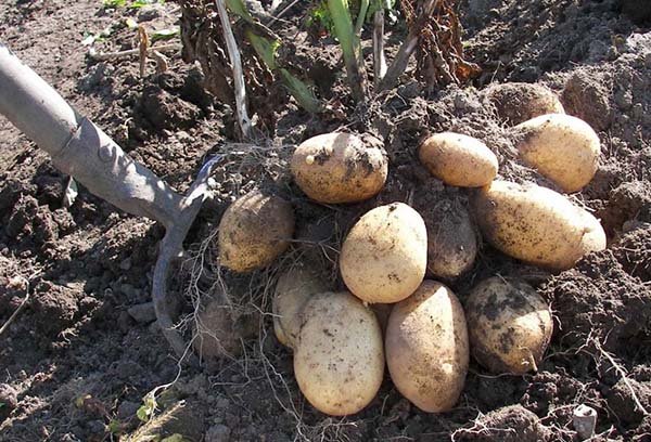 Коли викопувати картоплю і збирати урожай на зберігання: терміни прибирання