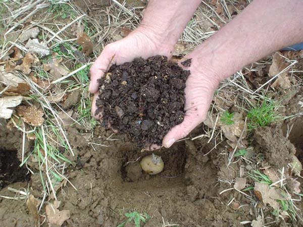 Коли викопувати картоплю і збирати урожай на зберігання: терміни прибирання