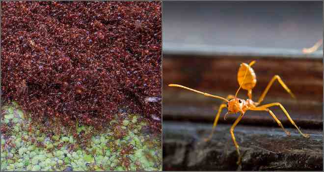 Червоні і чорні мурахи: користь і шкода