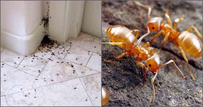 Червоні і чорні мурахи: користь і шкода