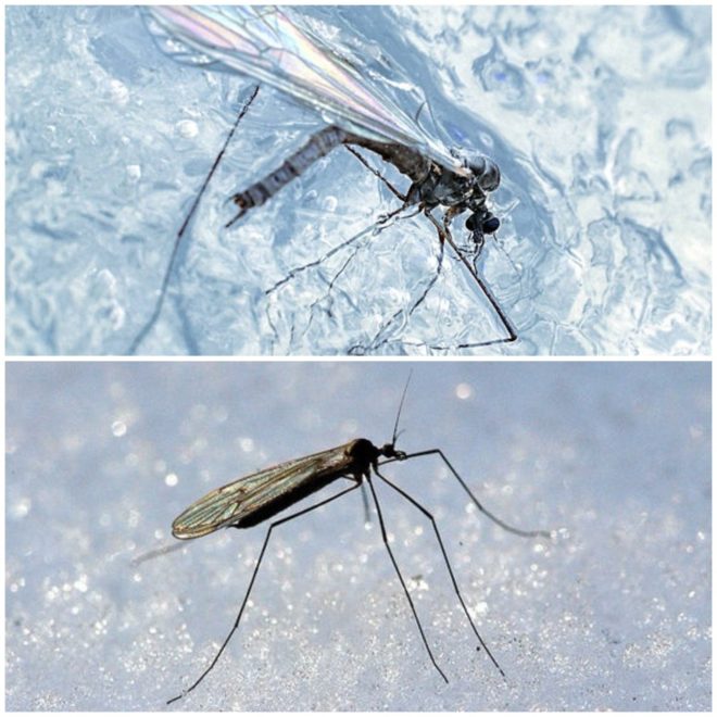 Куди діваються комарі взимку: розвиток, життя і розмноження.