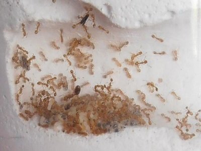 Маленькі мурахи в квартирі: спосіб життя домашніх шкідників