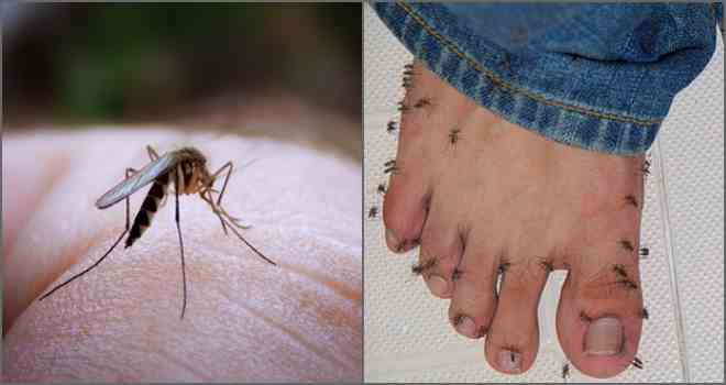 Мазь від укусів комарів у дитини яку краще вибрати?