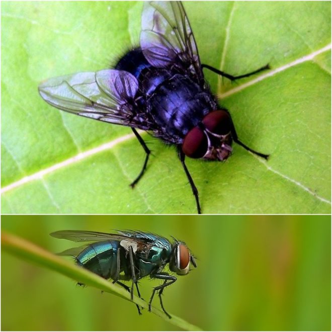 Мясна муха – чим шкідливі? Основні різновиди.