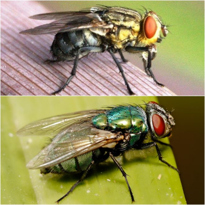 Мясна муха – чим шкідливі? Основні різновиди.