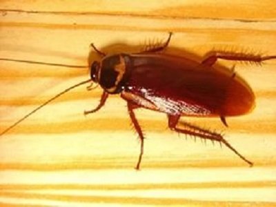 Спосіб життя комах: як виглядає тарган, чим харчується і розмножується як