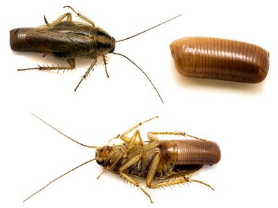 Спосіб життя комах: як виглядає тарган, чим харчується і розмножується як