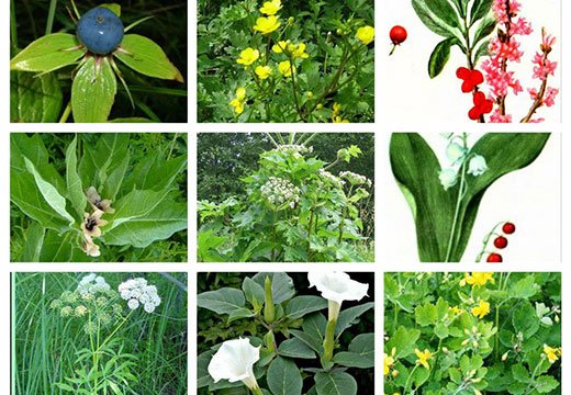 Особливості отруєння отруйними рослинами: ознаки інтоксикації, небезпека і правила надання першої допомоги