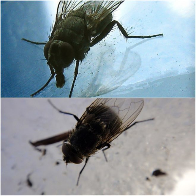 Звідки беруться мухи в квартирах і будинках взимку?