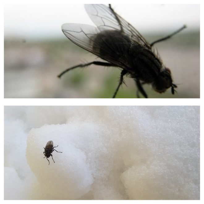 Звідки беруться мухи в квартирах і будинках взимку?