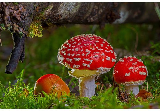 Отруєння грибами: прояв симптомів і методи уникнення наслідків