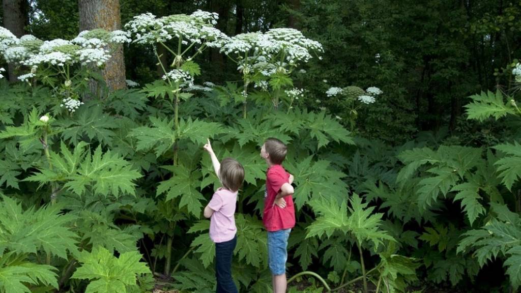 Отруєння отруйними рослинами: особливості надання першої допомоги дітям