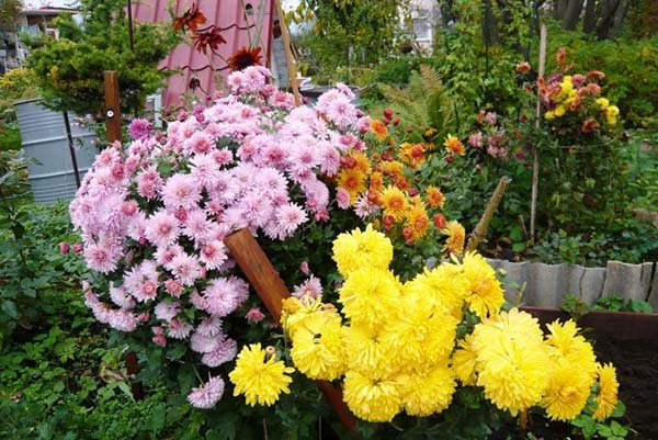 Посадка багаторічної садової хризантеми у відкритий грунт восени і навесні: догляд та вирощування в саду